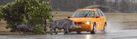 foto: RACE-accidentes con animales_01.jpg
