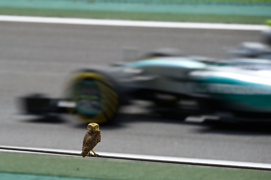 GP Brasil F1 2015