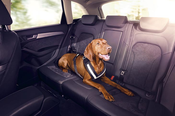 Audi reduce el estrés de los perros con canciones